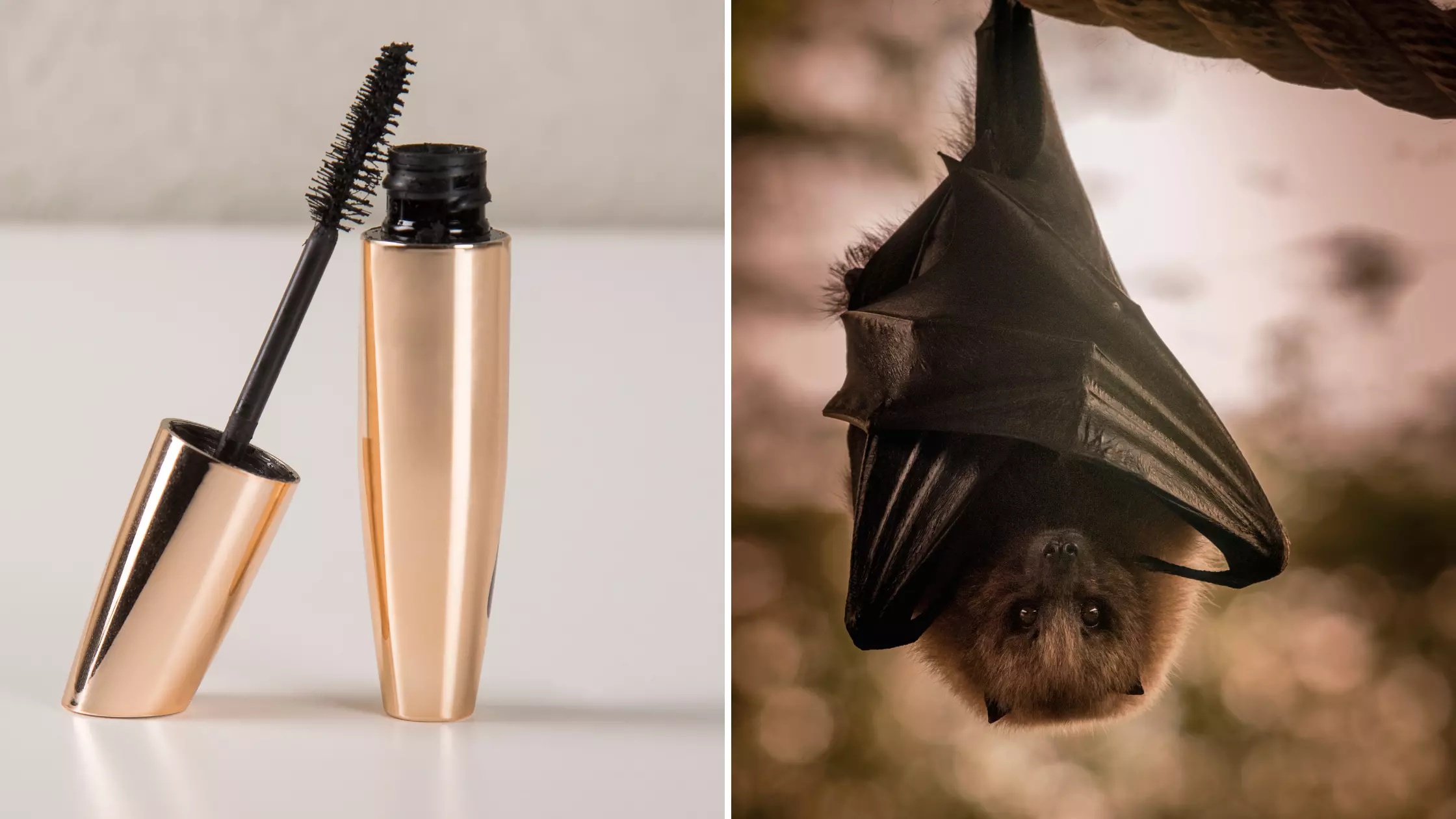 Is Mascara Made of Bat Poop? Debunking the Myth and Unveiling the Truth